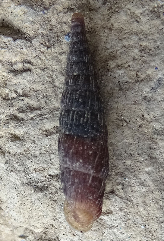 Macrogastra attenuata